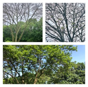 collage pic trees